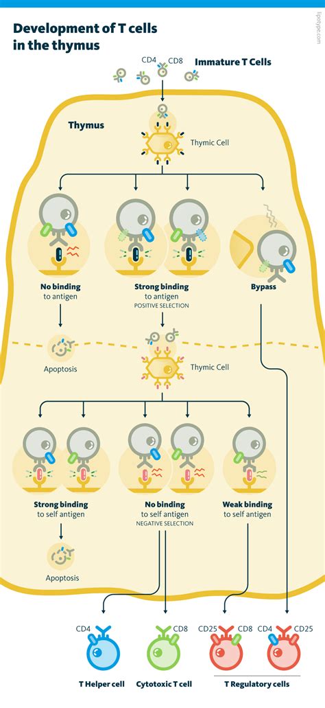 T Cell Function Lipid Metabolism Lipotype Gmbh