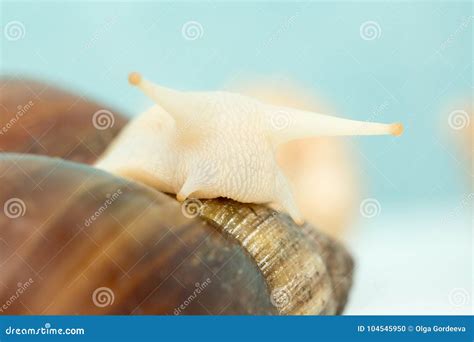 Giant Snail Achatina Is The Largest Land Mollusk On Earth Stock Photo