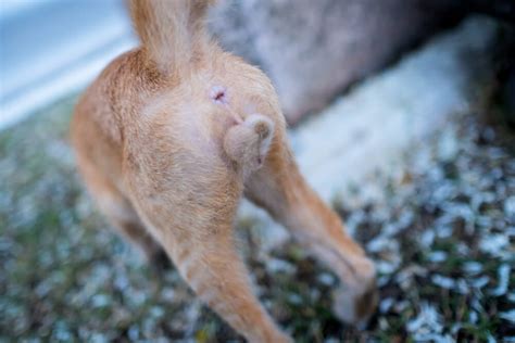 Female Cat Anal Glands Telegraph