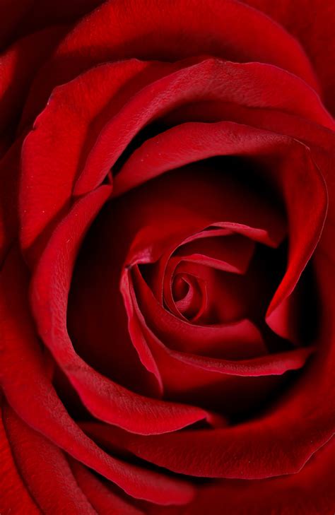 Red Rose Vertical Photograph By Loree Johnson Fine Art America