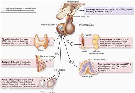 Endocrine Glands Endocrine Anterior Pituitary