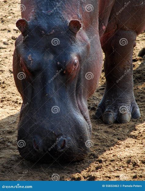 Hippo Closeup Stock Image Image Of Wildlife Wild Hippo 55832463