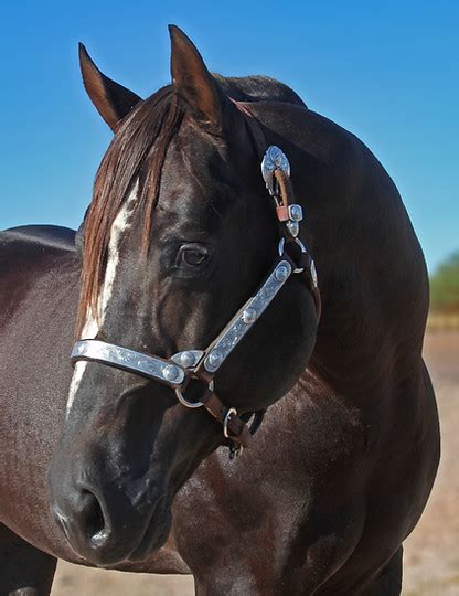 My Customized Whiz Silver Spurs Equine