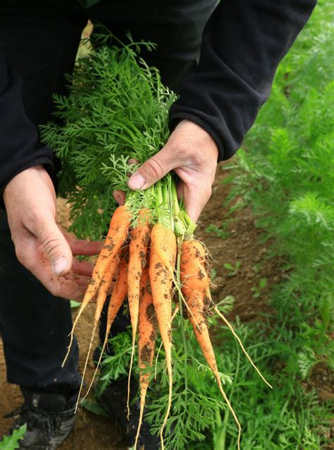 Cuisiner les fanes à la ferme de Borny