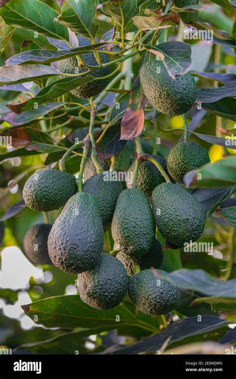 Aguacates Hass Fotografías E Imágenes De Alta Resolución Alamy