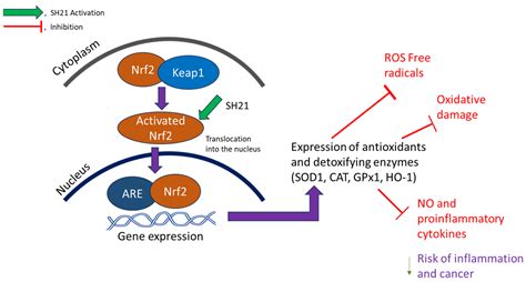 Cells Free Full Text Attenuation Of Oxidative Damage Via