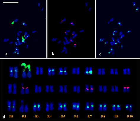 A D Fluorescence In Situ Hybridization Fish Mapping Of S Rdna S