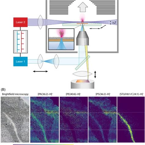 Tmaldi Coupled With Maldi‐2 And Msi Heatmaps Of Mouse Cerebellum Tissue Download Scientific