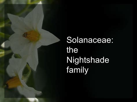 Liliaceae Family Solanaceae Family Plants Images