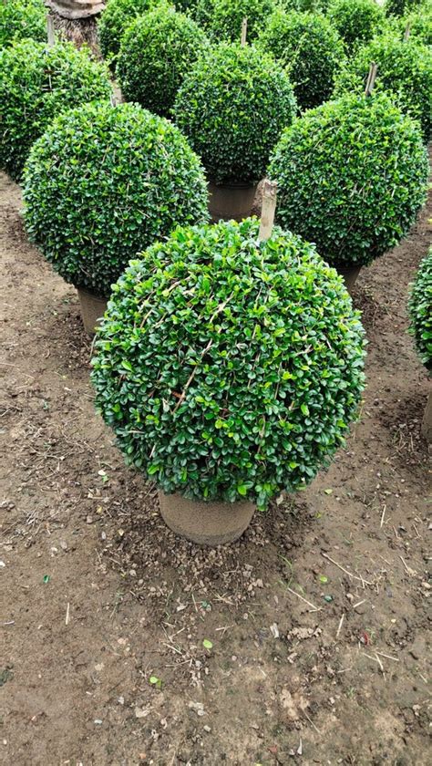 Round Fast Growth Carmona Retusa Ehretia Microphylla Ball For Garden