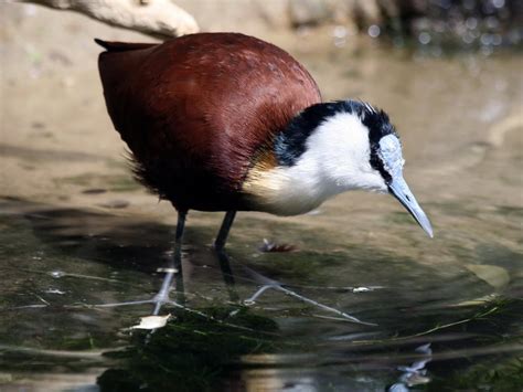 Birds Of The World Jacanas Jacanidae Painted Snipes Rostratulidae