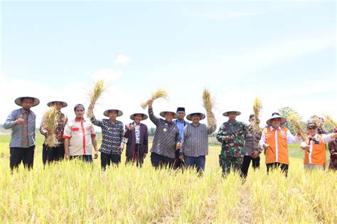 Bupati Wajo Ikuti Panen Raya Jamaah Tani Muhammadiyah Di Pammana