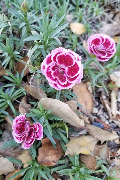 How To Grow And Care For Dianthus Flowers Gardeners Path