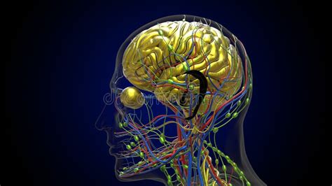 Human Brain Anatomy For Medical Concept 3d Rendering Stock Illustration