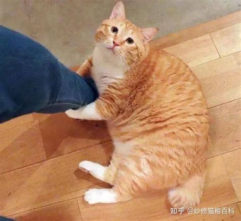 养“橘猫”的5个好处，原来有事实证明，你喜欢吗？ 知乎