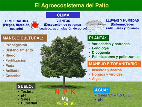 Plagas Y Enfermedades Del Cultivo Del Palto Ppt Descargar