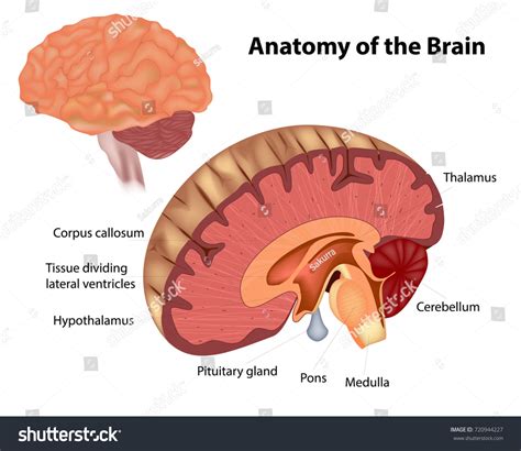 Anatomy Brain Diagram Showing Various Structures Stock Vector (Royalty Free) 720944227 ...