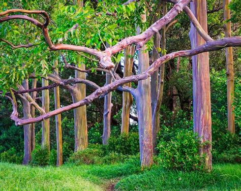 Rainbow Eucalyptus Tree 12 Inch Tall One Of The Most Beautiful Trees In The World Colorful