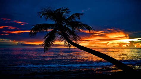 Tropical Sunset Beach Slanting Palm Tree Ocean Waves Sky Clouds ...