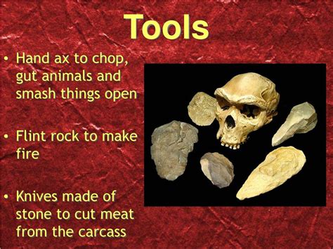 PPT - Homo erectus PowerPoint Presentation, free download - ID:3823041