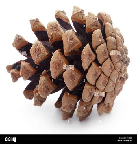 Pinecone Isolated Over White Background Stock Photo Alamy