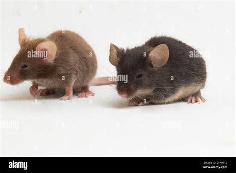 Gray Black Common House Mouse Isolated On White Background Stock Photo