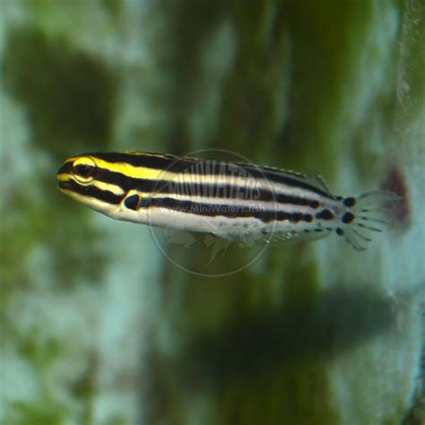 Meiacanthus Mossambicus Harptail Blenny Captive Bred Shop