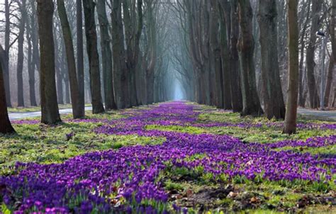Wallpaper Trees Flowers Nature Park Spring Crocuses Naked For Mobile And Desktop Section