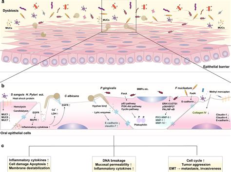 Crosstalk Between The Oral Microbiota Mucosal Immunity And The