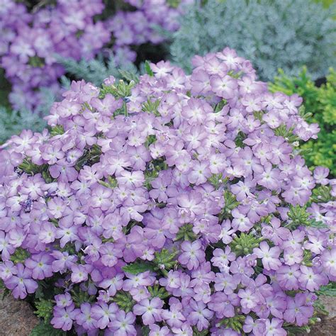 Verbena Lavender Knippel Garden Centre