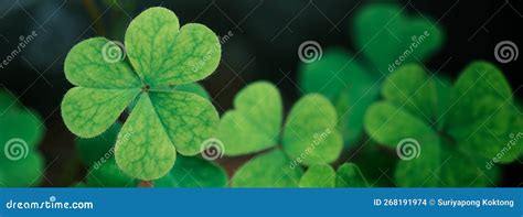 Green Background With Three Leaved Shamrocks Lucky Irish Four Leaf