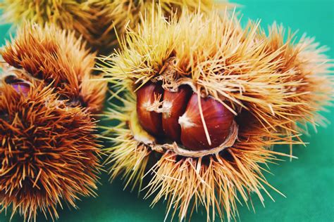 Everything You Wanted To Know About Chestnut Skin And Hair Benefits