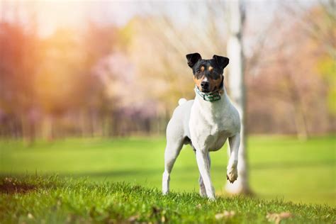 Cómo alimentar a un cachorro Ratonero Bodeguero Andaluz Blog de