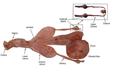 Reproductive System - Korey's Zoology Tiger Shark