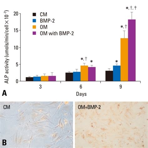 ALP Activity Of BMSCs In Osteogenic Medium With Or Without BMP 2 A