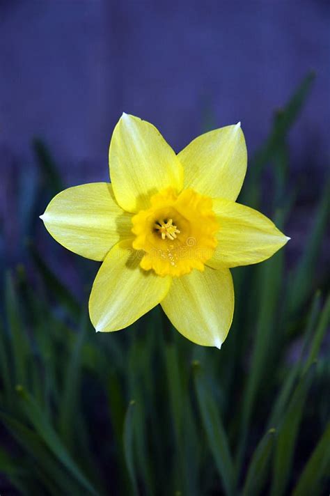 Daffodil-yellow flower stock photo. Image of nature, daffodil - 270274