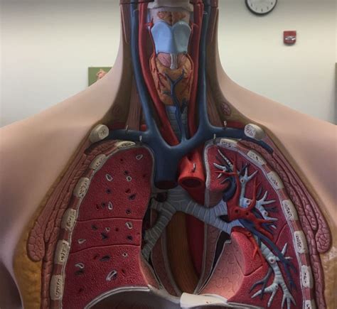 Upper Torso Arteries And Veins Diagram Quizlet