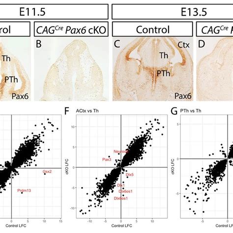 Foxg1 Deletion In The Embryonic Cortex Reverses Effects Of Pax6