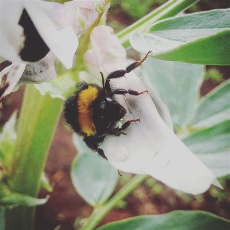 Consequences of the high abundance of Bombus terrestris on the pollination of Vicia faba ...