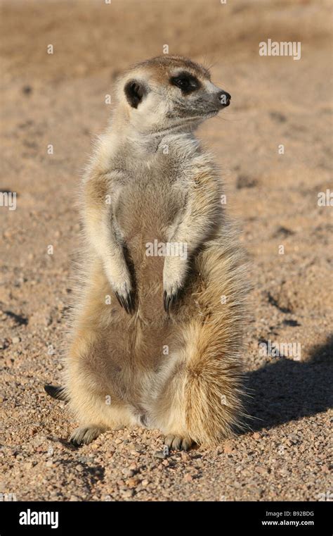 Meerkat Behaviour Hi Res Stock Photography And Images Alamy