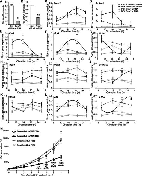 Bmal1 Knockdown Prevents Dexamethasone Dex Induced Circadian Rhythms