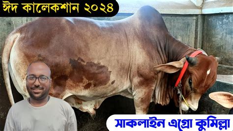 ২০২৪ ছোট বড় মাঝারি গরু রেডি হচ্ছে কুমিল্লার সাকলাইন এগ্রোতে কুমিল্লা