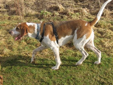 Hunting English Foxhound dog photo and wallpaper. Beautiful Hunting English Foxhound dog pictures