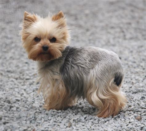 Elevage Des Vents D Oc An Eleveur De Chiens Coton De Tulear