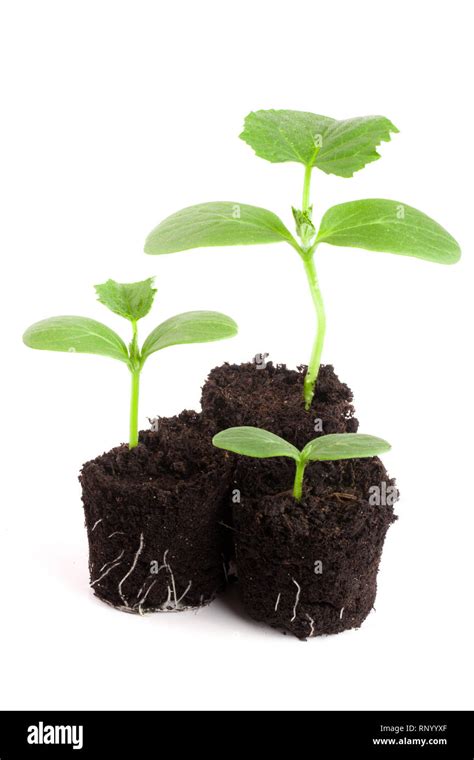 Cucumber seedling in soil isolated on white background Stock Photo - Alamy