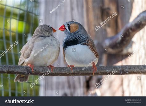 Zebra Finch Male Vs Female