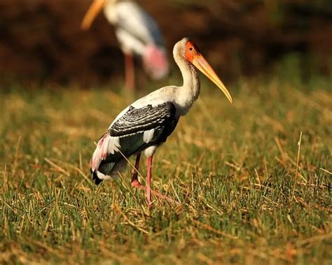 Painted Stork - Facts, Diet, Habitat & Pictures on Animalia.bio