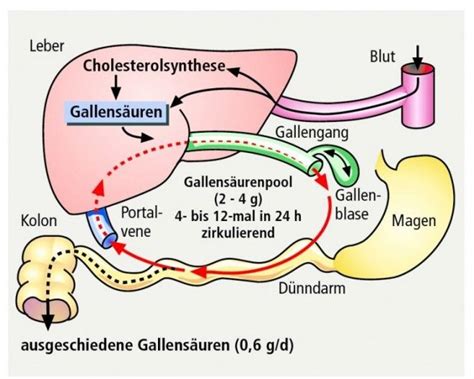 Symptome Von Leberkrebs