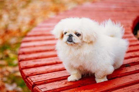 White Pekingese Stock Photo Image Of Breed Isolated 1470174