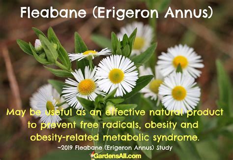 Daisy Fleabane Wildflower is an Edible & Beneficial Plant to Know ...